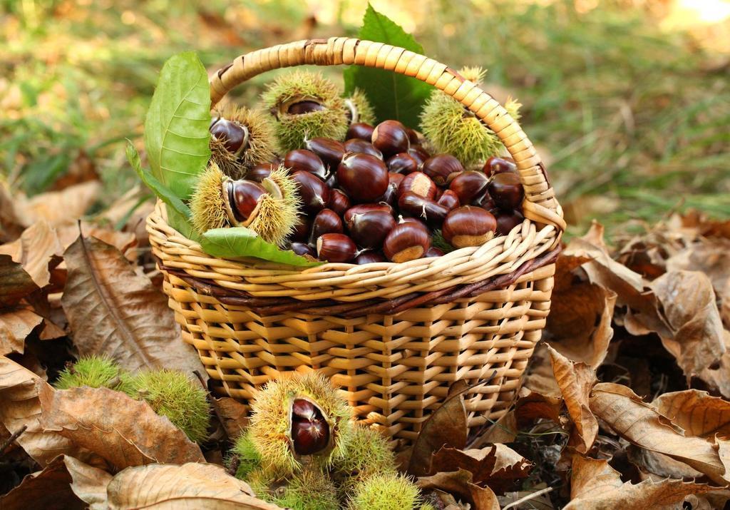 Roccaforte Mondovì Agriturismo Bio-Ecologico Sant'Isidoro المظهر الخارجي الصورة